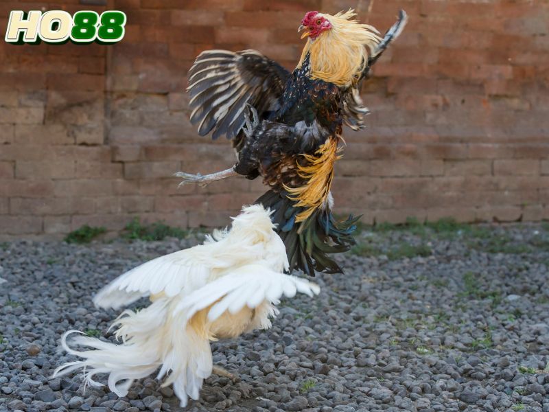 Bí quyết hay newbie cần nhớ khi chơi đá gà Ho88