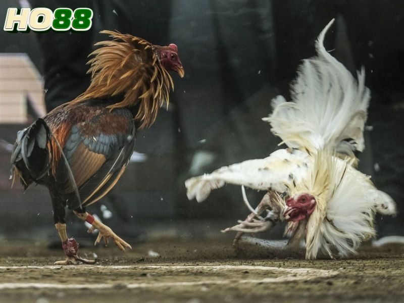 Điểm danh những tiện ích nổi bật của sảnh đá gà tại Ho88